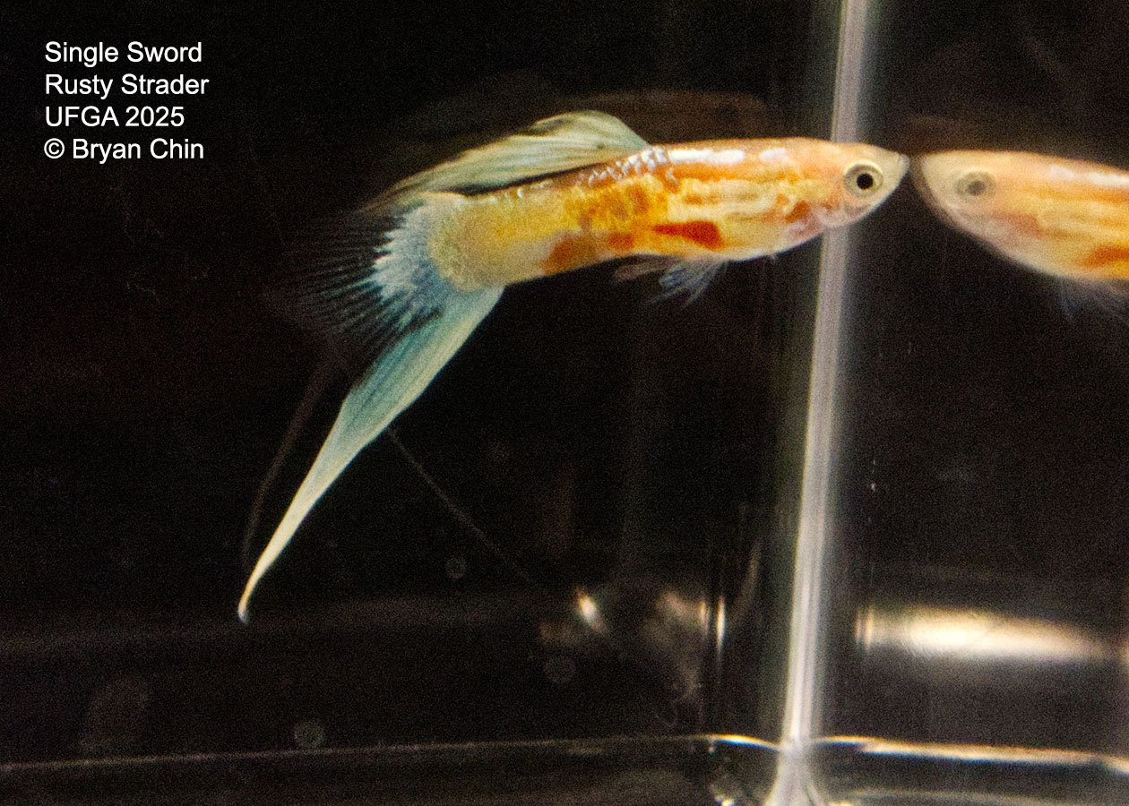 Guppy Single Swordtail